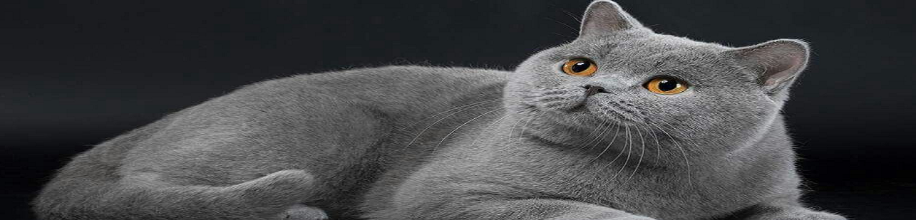 Common Health Issues in British Shorthairs and How to Prevent Them